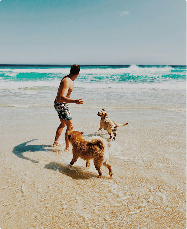 Thing To Do Pet Friendly